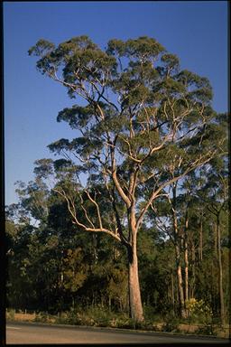 APII jpeg image of Corymbia gummifera  © contact APII