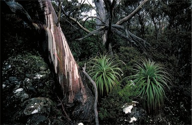 APII jpeg image of Richea pandanifolia  © contact APII