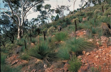 APII jpeg image of Xanthorrhoea quadrangulata  © contact APII