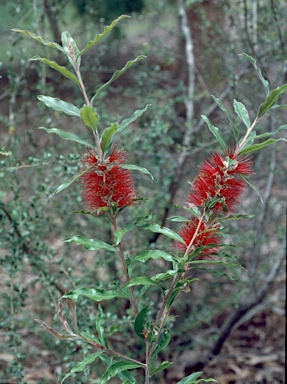 APII jpeg image of Callistemon acuminatus  © contact APII