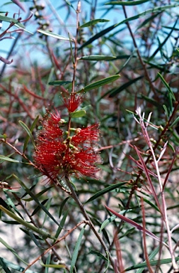 APII jpeg image of Callistemon chisholmii  © contact APII