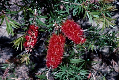 APII jpeg image of Callistemon citrinus  © contact APII