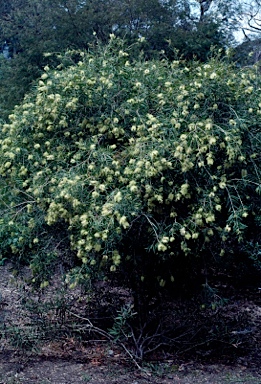 APII jpeg image of Callistemon formosus  © contact APII