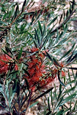 APII jpeg image of Callistemon pachyphyllus  © contact APII