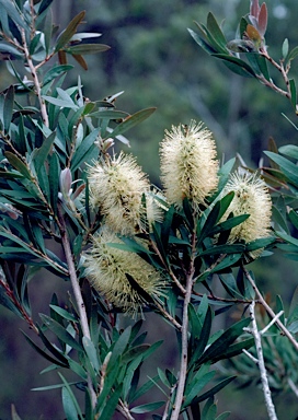 APII jpeg image of Callistemon pallidus  © contact APII