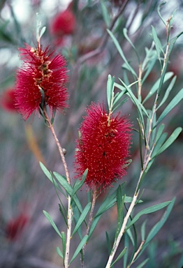 APII jpeg image of Callistemon phoeniceus  © contact APII