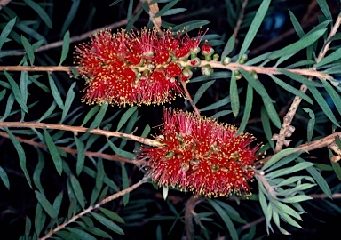 APII jpeg image of Callistemon rugulosus  © contact APII