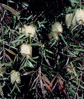 APII jpeg image of Callistemon salignus  © contact APII