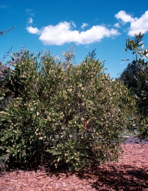 APII jpeg image of Callistemon shiressii  © contact APII