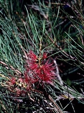 APII jpeg image of Callistemon teretifolius  © contact APII