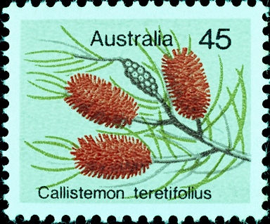 APII jpeg image of Callistemon teretifolius  © contact APII