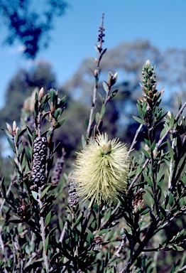 APII jpeg image of Callistemon viridiflorus  © contact APII