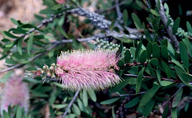 APII jpeg image of Callistemon citrinus 'Angela'  © contact APII