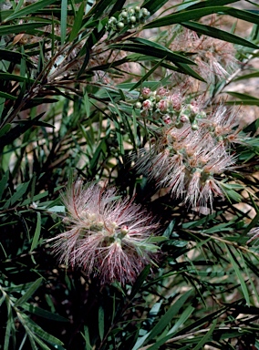 APII jpeg image of Callistemon 'Bob Bailey'  © contact APII