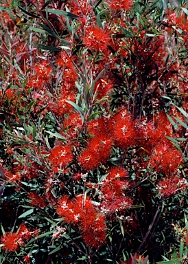 APII jpeg image of Callistemon 'Boulia'  © contact APII