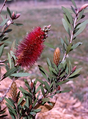 APII jpeg image of Callistemon 'Burgundy'  © contact APII