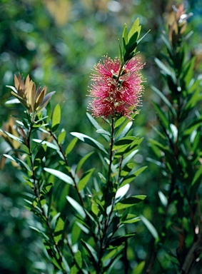 APII jpeg image of Callistemon 'Cameo Pink'  © contact APII