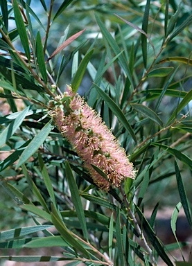 APII jpeg image of Callistemon 'Candy Pink'  © contact APII