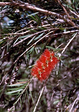 APII jpeg image of Callistemon viminalis 'Dawson River'  © contact APII