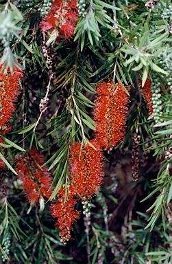 APII jpeg image of Callistemon viminalis 'Dawson River Weeper'  © contact APII