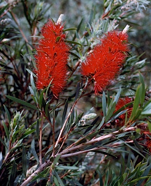 APII jpeg image of Callistemon viminalis 'Demesne Farm'  © contact APII