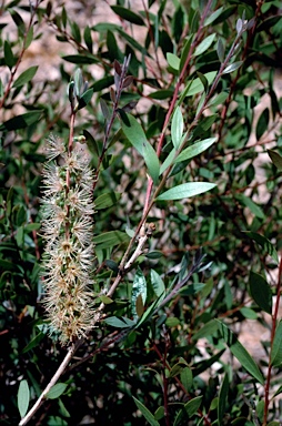 APII jpeg image of Callistemon pallidus 'Father Christmas'  © contact APII