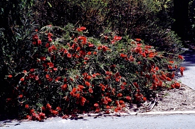 APII jpeg image of Callistemon citrinus 'Firebrand'  © contact APII