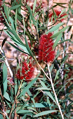 APII jpeg image of Callistemon viminalis 'Hen Camp Creek'  © contact APII