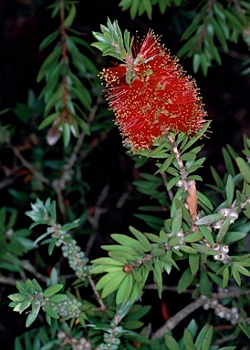 APII jpeg image of Callistemon 'Howie's Fire Glow'  © contact APII