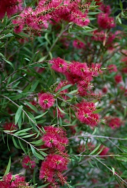 APII jpeg image of Callistemon 'Kotara Rose'  © contact APII