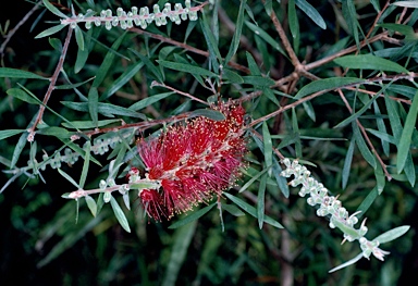 APII jpeg image of Callistemon 'Lilacinus'  © contact APII