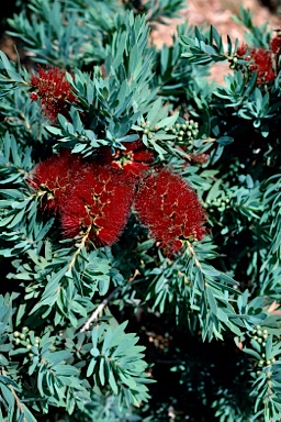 APII jpeg image of Callistemon viminalis 'Little John'  © contact APII