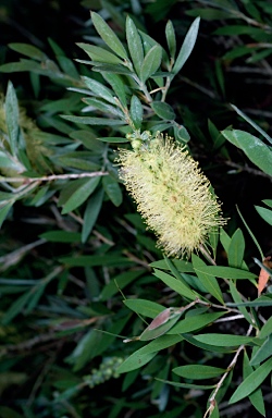 APII jpeg image of Callistemon pallidus 'Mt. Oberon'  © contact APII