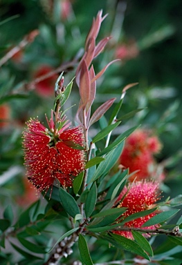 APII jpeg image of Callistemon polandii 'Peak Downs'  © contact APII