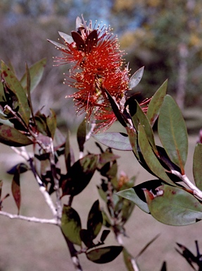 APII jpeg image of Callistemon polandii 'Peak Downs'  © contact APII