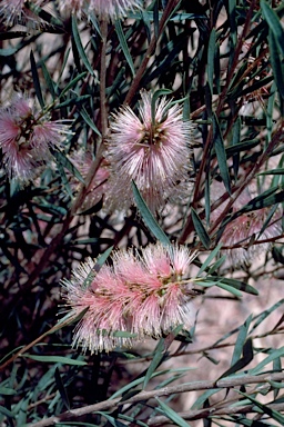 APII jpeg image of Callistemon phoeniceus 'Pink Ice'  © contact APII