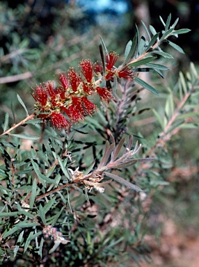 APII jpeg image of Callistemon viminalis 'Running River'  © contact APII