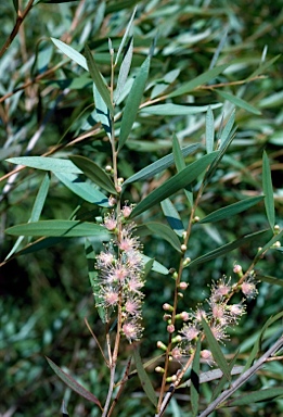 APII jpeg image of Callistemon 'Weir River'  © contact APII