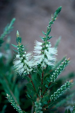 APII jpeg image of Callistemon citrinus 'White Anzac'  © contact APII