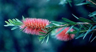 APII jpeg image of Callistemon viminalis 'Wollumbin'  © contact APII