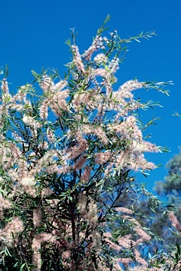 APII jpeg image of Callistemon  © contact APII