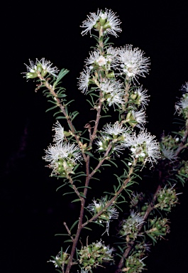 APII jpeg image of Leptospermum arachnoides  © contact APII