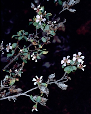 APII jpeg image of Leptospermum erubescens  © contact APII