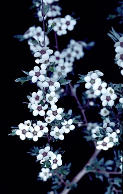 APII jpeg image of Leptospermum jingera  © contact APII