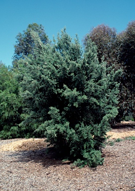 APII jpeg image of Leptospermum lanigerum  © contact APII