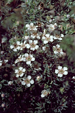 APII jpeg image of Leptospermum lanigerum  © contact APII