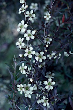 APII jpeg image of Leptospermum morrisonii  © contact APII