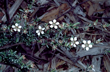 APII jpeg image of Leptospermum multicaule  © contact APII