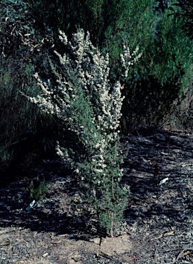 APII jpeg image of Leptospermum myrsinoides  © contact APII