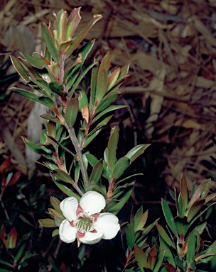 APII jpeg image of Leptospermum riparium  © contact APII